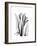 Calla Lily Gray-Albert Koetsier-Framed Premium Giclee Print