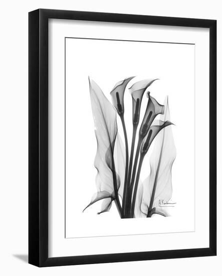 Calla Lily Gray-Albert Koetsier-Framed Premium Giclee Print