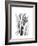 Calla Lily Gray-Albert Koetsier-Framed Premium Giclee Print