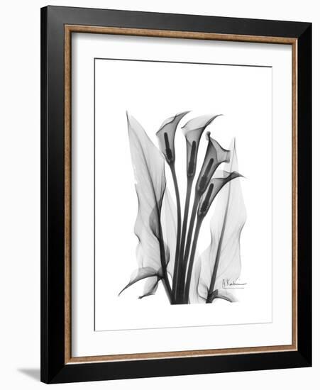 Calla Lily Gray-Albert Koetsier-Framed Premium Giclee Print