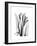 Calla Lily Gray-Albert Koetsier-Framed Premium Giclee Print