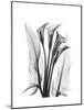 Calla Lily Gray-Albert Koetsier-Mounted Premium Giclee Print