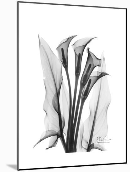 Calla Lily Gray-Albert Koetsier-Mounted Premium Giclee Print