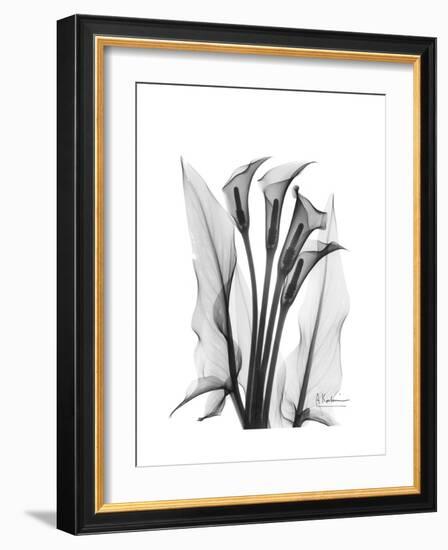 Calla Lily Gray-Albert Koetsier-Framed Premium Giclee Print