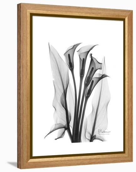 Calla Lily Gray-Albert Koetsier-Framed Stretched Canvas