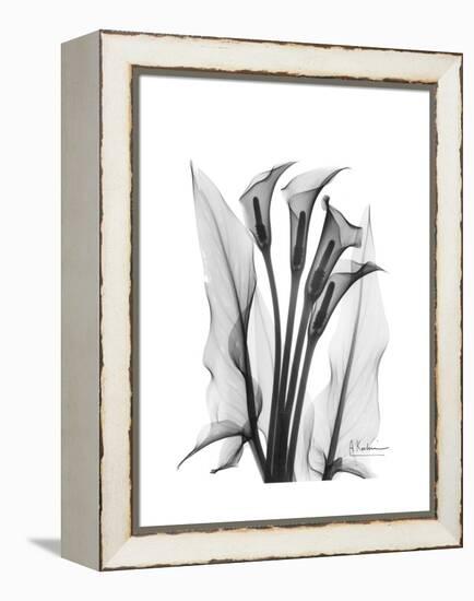 Calla Lily Gray-Albert Koetsier-Framed Stretched Canvas