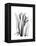 Calla Lily Gray-Albert Koetsier-Framed Stretched Canvas