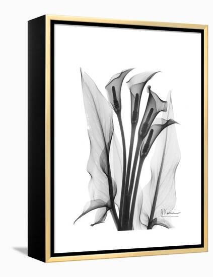 Calla Lily Gray-Albert Koetsier-Framed Stretched Canvas