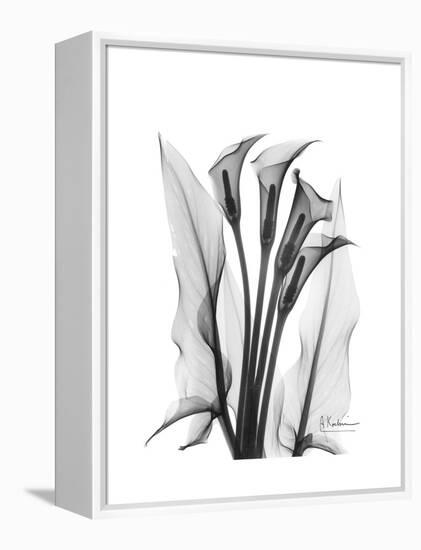 Calla Lily Gray-Albert Koetsier-Framed Stretched Canvas