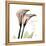 Calla Lily Happiness-Albert Koetsier-Framed Stretched Canvas