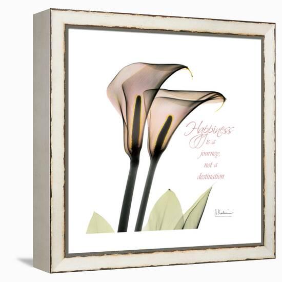 Calla Lily Happiness-Albert Koetsier-Framed Stretched Canvas