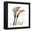 Calla Lily Happiness-Albert Koetsier-Framed Stretched Canvas