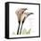 Calla Lily Happiness-Albert Koetsier-Framed Stretched Canvas