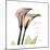 Calla Lily Happiness-Albert Koetsier-Mounted Premium Giclee Print