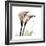 Calla Lily Happiness-Albert Koetsier-Framed Premium Giclee Print