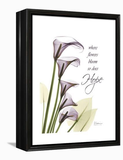 Calla Lily Hope-Albert Koetsier-Framed Stretched Canvas