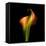 Calla Lily I-Magda Indigo-Framed Premier Image Canvas