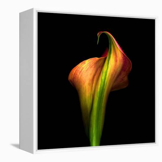 Calla Lily I-Magda Indigo-Framed Premier Image Canvas