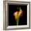 Calla Lily I-Magda Indigo-Framed Photographic Print