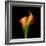 Calla Lily I-Magda Indigo-Framed Photographic Print