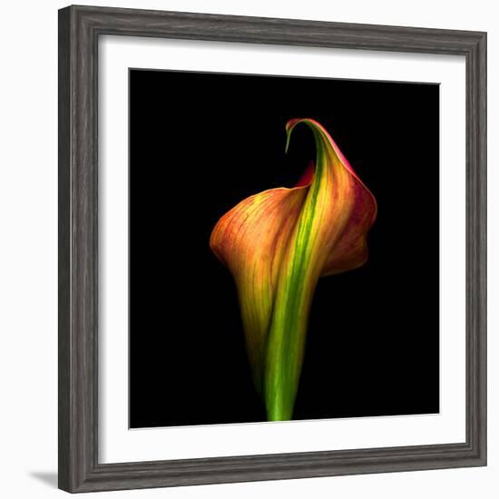 Calla Lily I-Magda Indigo-Framed Photographic Print