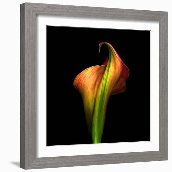 Calla Lily I-Magda Indigo-Framed Photographic Print