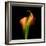 Calla Lily I-Magda Indigo-Framed Photographic Print