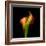 Calla Lily I-Magda Indigo-Framed Photographic Print