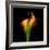 Calla Lily I-Magda Indigo-Framed Photographic Print