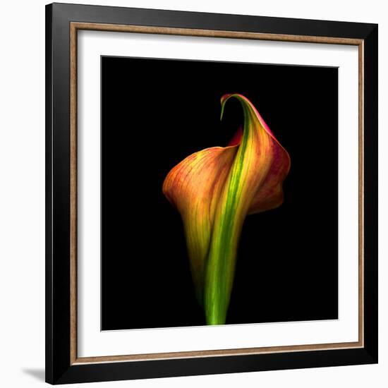 Calla Lily I-Magda Indigo-Framed Photographic Print