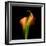 Calla Lily I-Magda Indigo-Framed Photographic Print