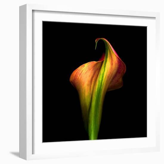 Calla Lily I-Magda Indigo-Framed Photographic Print