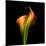 Calla Lily I-Magda Indigo-Mounted Photographic Print