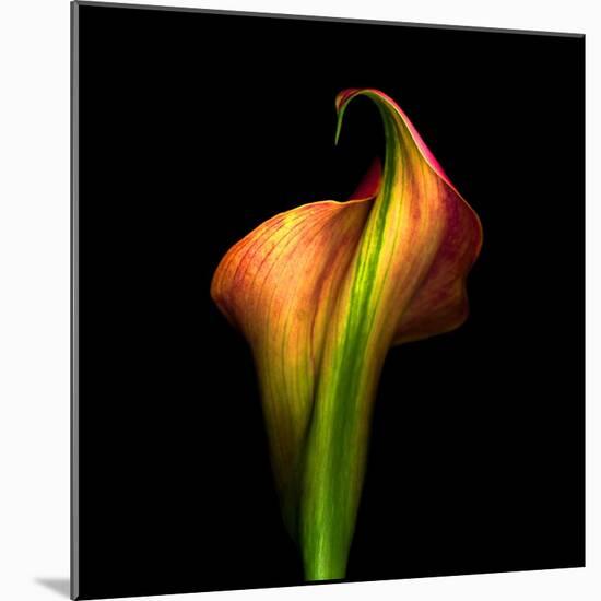 Calla Lily I-Magda Indigo-Mounted Photographic Print