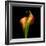 Calla Lily I-Magda Indigo-Framed Photographic Print