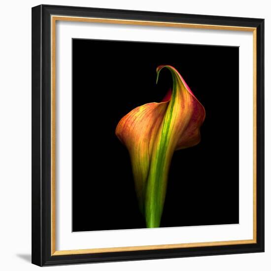 Calla Lily I-Magda Indigo-Framed Photographic Print