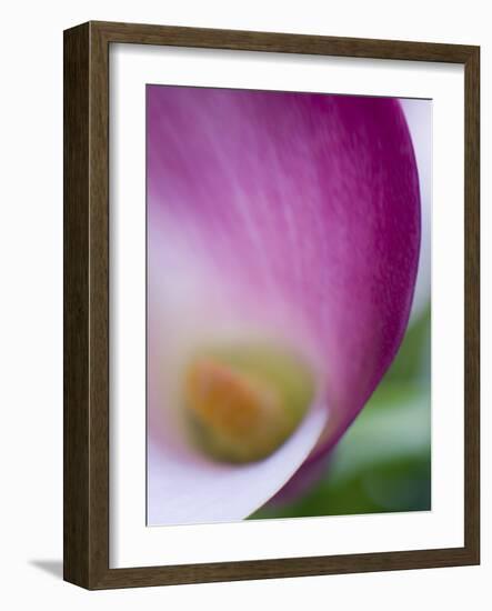 Calla Lily in Fuquay Varina, North Carolina-Melissa Southern-Framed Photographic Print