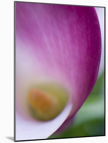 Calla Lily in Fuquay Varina, North Carolina-Melissa Southern-Mounted Photographic Print