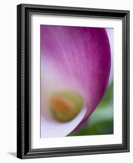 Calla Lily in Fuquay Varina, North Carolina-Melissa Southern-Framed Photographic Print