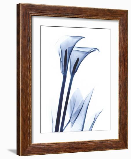 Calla Lily Indigo-Albert Koetsier-Framed Art Print