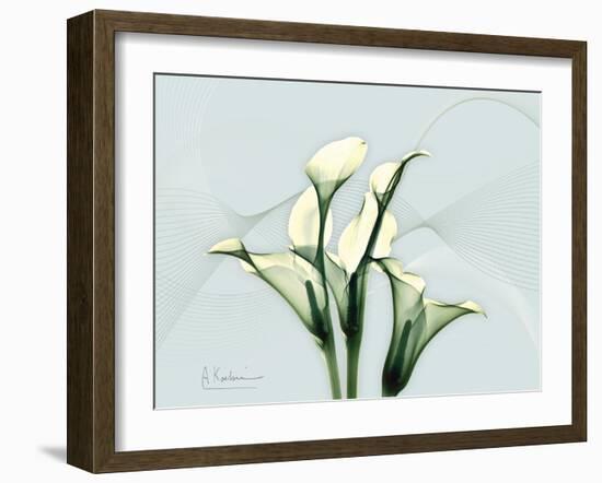 Calla Lily L275-Albert Koetsier-Framed Art Print