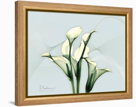 Calla Lily L275-Albert Koetsier-Framed Stretched Canvas