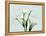 Calla Lily L275-Albert Koetsier-Framed Stretched Canvas