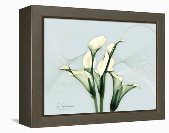 Calla Lily L275-Albert Koetsier-Framed Stretched Canvas