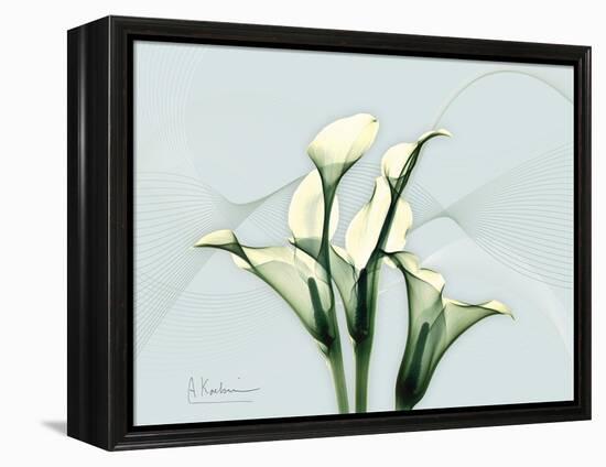 Calla Lily L275-Albert Koetsier-Framed Stretched Canvas
