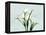 Calla Lily L275-Albert Koetsier-Framed Stretched Canvas