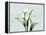 Calla Lily L275-Albert Koetsier-Framed Stretched Canvas