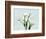 Calla Lily L275-Albert Koetsier-Framed Premium Giclee Print