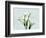 Calla Lily L275-Albert Koetsier-Framed Premium Giclee Print