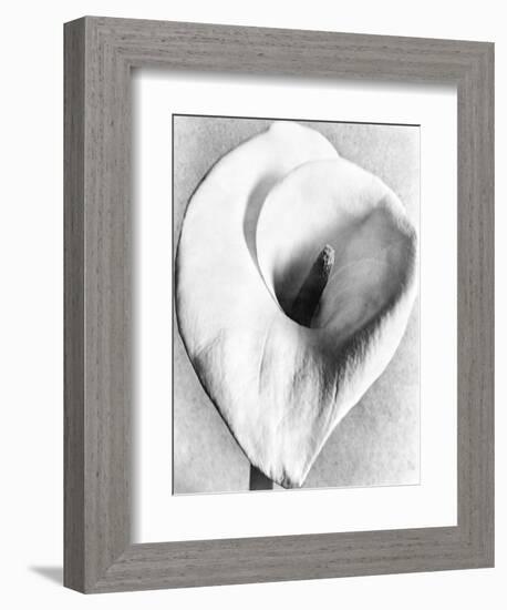 Calla Lily, Mexico City, 1925-Tina Modotti-Framed Giclee Print